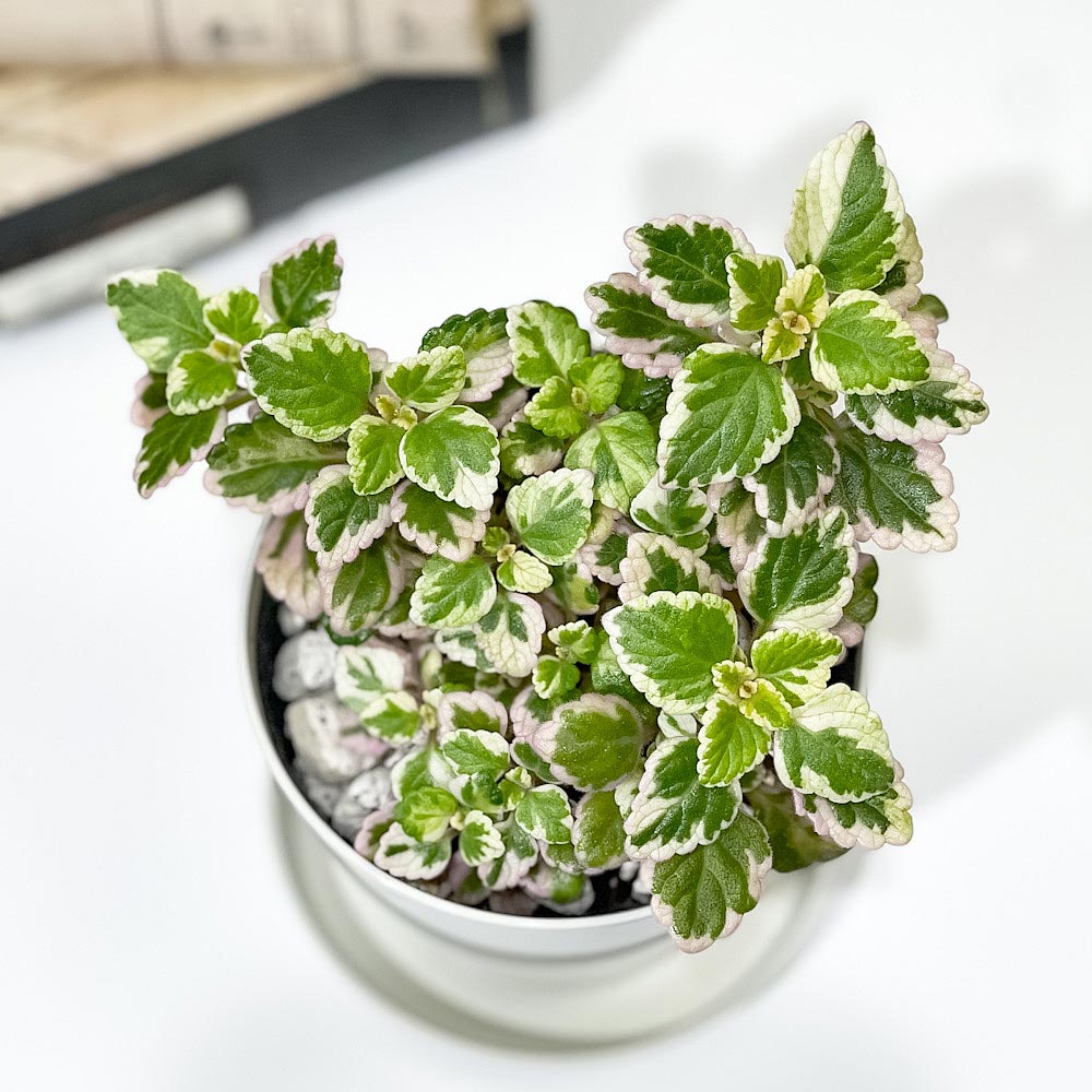 PLANCHU 観葉植物 プレクトランサス ミントリーフ 3.5号鉢 受け皿付き 育て方説明書付き Plectranthus ‘Variegated Mintleaf’ アロマティカス 斑入り ハーブ苗 虫除け植物