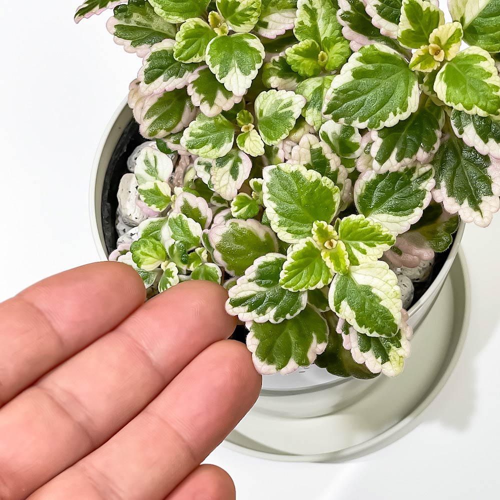 PLANCHU 観葉植物 プレクトランサス ミントリーフ 3.5号鉢 受け皿付き 育て方説明書付き Plectranthus ‘Variegated Mintleaf’ アロマティカス 斑入り ハーブ苗 虫除け植物