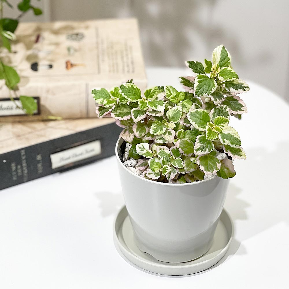 パンダミント様 リクエスト プラナロム 5点 まとめ商品 PLANCHU 観葉植物 プレクトランサス ミントリーフ 3.5号鉢 受け皿付き