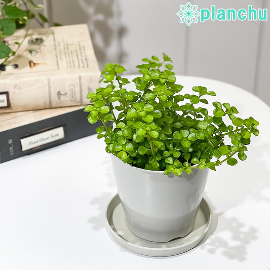 PLANCHU 観葉植物 ピレア ネクサスエデン 3.5号鉢 受け皿付き 育て方説明書付き Pilea ‘Nexus Eden’ PVP