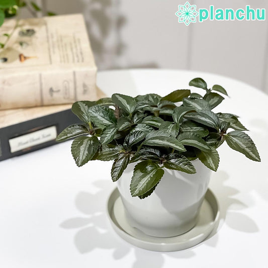 PLANCHU 観葉植物 ピレア ミレニアム 3.5号鉢 受け皿付き 育て方説明書付き Pilea ‘Millennium’