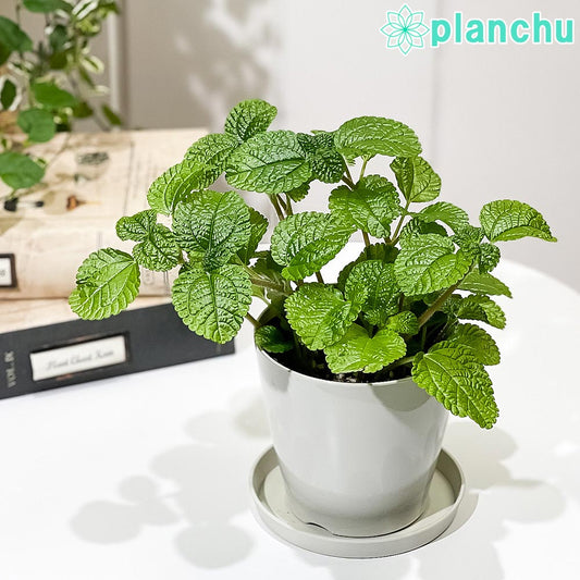 PLANCHU 観葉植物 ピレア ヌンムラリフォリア 3.5号鉢 受け皿付き 育て方説明書付き Pilea nummulariifolia