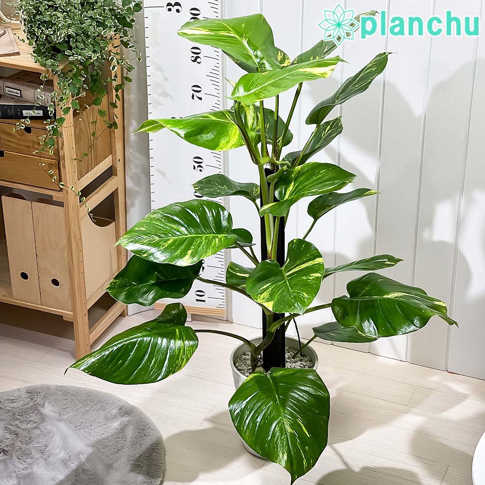 PLANCHU 観葉植物 ポトス グランデ ヘゴ仕立て 7号鉢 受け皿付き 育て方説明書付き Epipremnum ‘Grande’ エピプレムナム アロイド レア品種