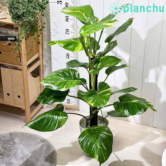 PLANCHU 観葉植物 ポトス グランデ ヘゴ仕立て 7号鉢 受け皿付き 育て方説明書付き Epipremnum ‘Grande’ エピプレムナム アロイド レア品種
