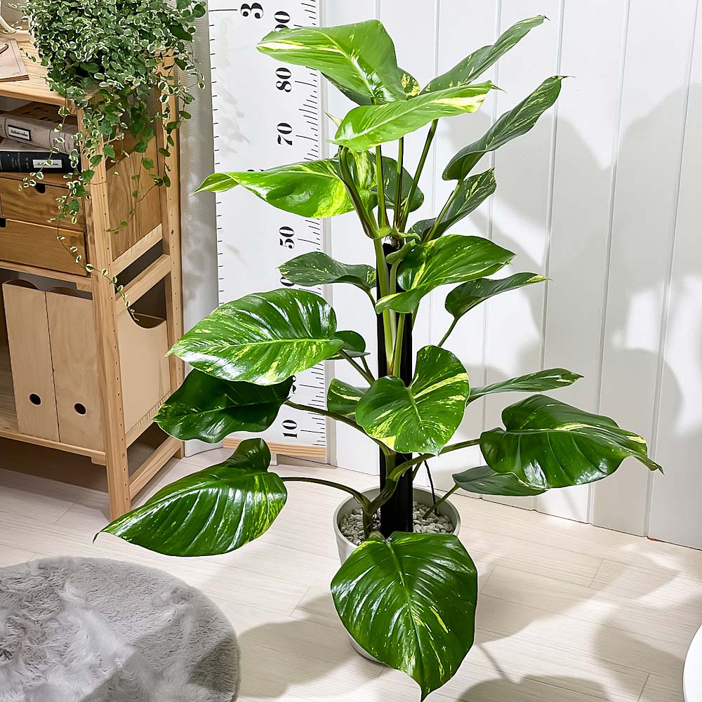 PLANCHU 観葉植物 ポトス グランデ ヘゴ仕立て 7号鉢 受け皿付き 育て方説明書付き Epipremnum ‘Grande’ エピプレムナム アロイド レア品種