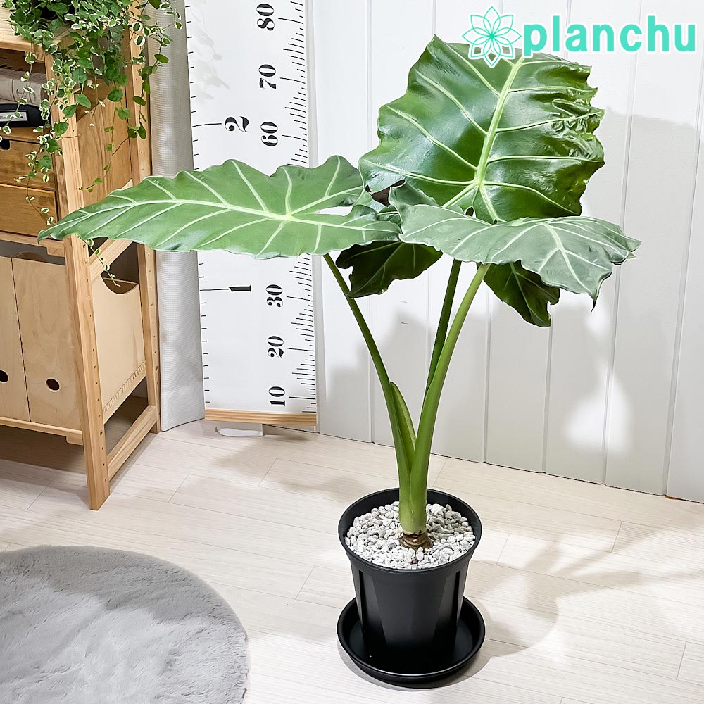 PLANCHU 観葉植物 アロカシア マヤマスク 7号スリット鉢 受け皿付き 育て方説明書付き Alocasia ‘Mayan Mask’ 象の耳 アロイド