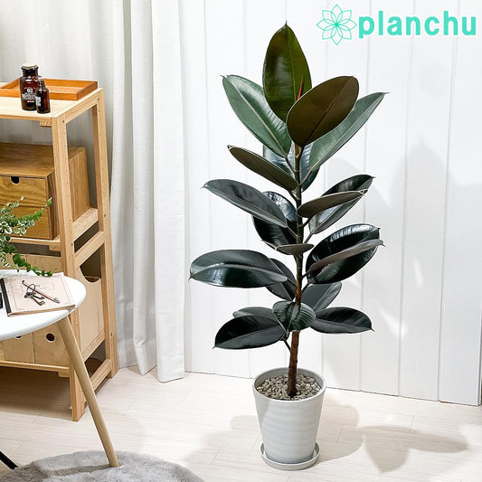 PLANCHU 観葉植物 フィカス バーガンディ ストレート 6号鉢 受け皿付き 育て方説明書付き Ficus elastica ‘Burgundy’ ゴムノキ ゴムの木 インドゴムノキ