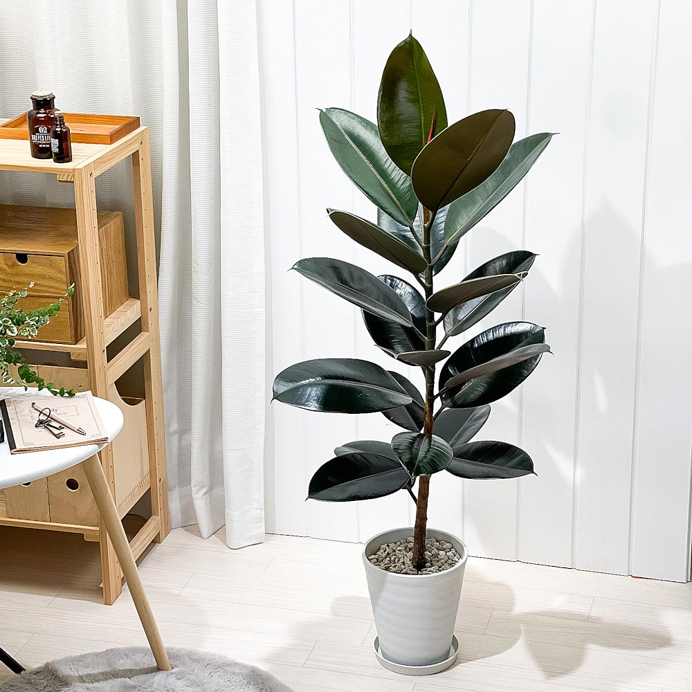 PLANCHU 観葉植物 フィカス バーガンディ ストレート 6号鉢 受け皿付き 育て方説明書付き Ficus elastica ‘Burgundy’ ゴムノキ ゴムの木 インドゴムノキ