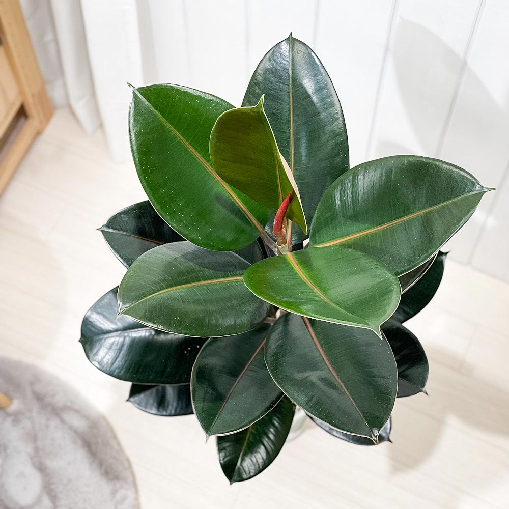 PLANCHU 観葉植物 フィカス バーガンディ ストレート 6号鉢 受け皿付き 育て方説明書付き Ficus elastica ‘Burgundy’ ゴムノキ ゴムの木 インドゴムノキ