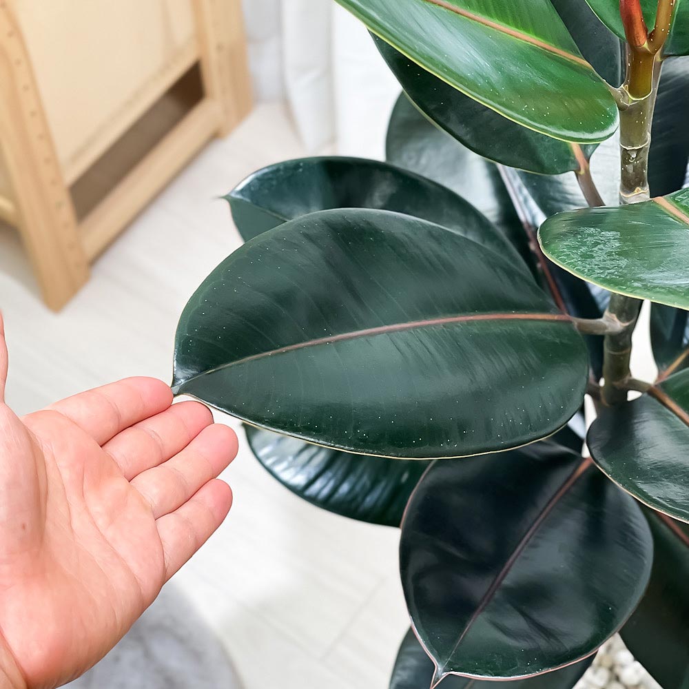 PLANCHU 観葉植物 フィカス バーガンディ ストレート 6号鉢 受け皿付き 育て方説明書付き Ficus elastica ‘Burgundy’ ゴムノキ ゴムの木 インドゴムノキ