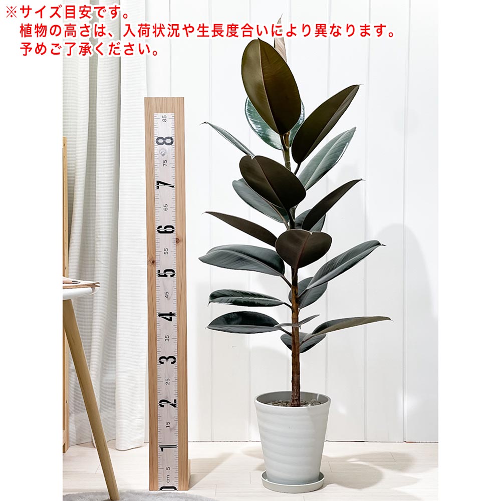 PLANCHU 観葉植物 フィカス バーガンディ ストレート 6号鉢 受け皿付き 育て方説明書付き Ficus elastica ‘Burgundy’ ゴムノキ ゴムの木 インドゴムノキ
