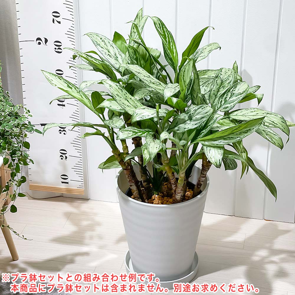 PLANCHU 観葉植物 アグラオネマ シルバークイーン 8号スリット鉢 受け皿付き 育て方説明書付き Aglaonema ‘Silver Queen’ 幸せを招くタイの宝石 アロイド 大株 大鉢 充実株