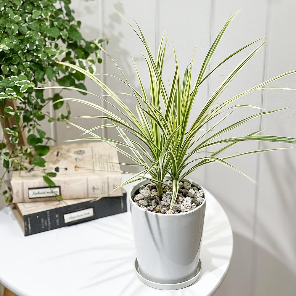 PLANCHU 観葉植物 ドラセナ マルギナータ ホワイトボリー 4号鉢 受け皿