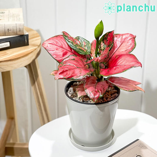 PLANCHU 観葉植物 アグラオネマ ビューティー 5号鉢 受け皿付き 育て方説明書付き Aglaonema ‘Beauty’ 幸せを招くタイの宝石 アロイド