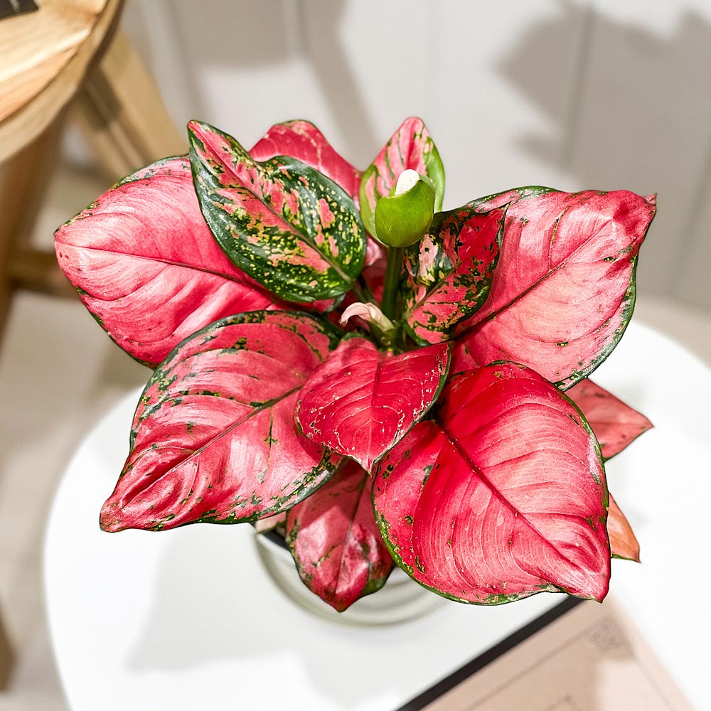 PLANCHU 観葉植物 アグラオネマ ビューティー 5号鉢 受け皿付き 育て方説明書付き Aglaonema ‘Beauty’ 幸せを招くタイの宝石 アロイド