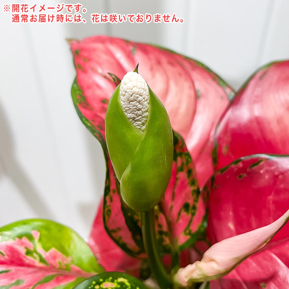 PLANCHU 観葉植物 アグラオネマ ビューティー 5号鉢 受け皿付き 育て方説明書付き Aglaonema ‘Beauty’ 幸せを招くタイの宝石 アロイド