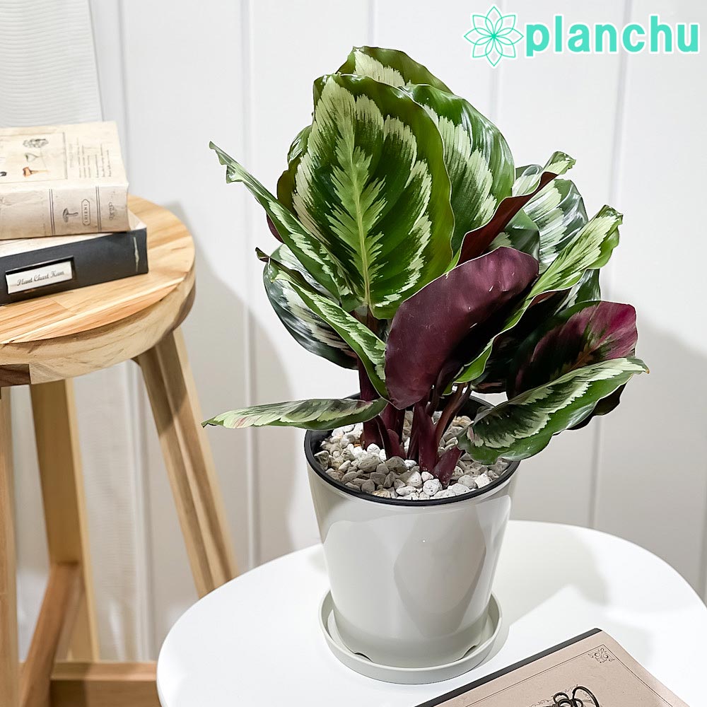 PLANCHU 観葉植物 カラテア メダリオン V2 5号鉢 受け皿付き 育て方説明書付き Calathea roseopicta ‘Medallion V2’