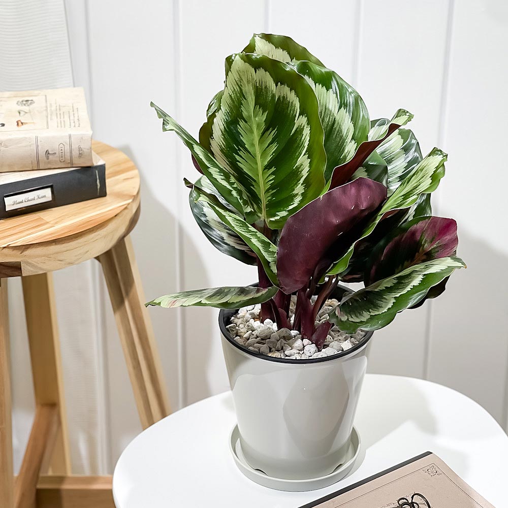 PLANCHU 観葉植物 カラテア メダリオン V2 5号鉢 受け皿付き 育て方説明書付き Calathea roseopicta ‘Medallion V2’
