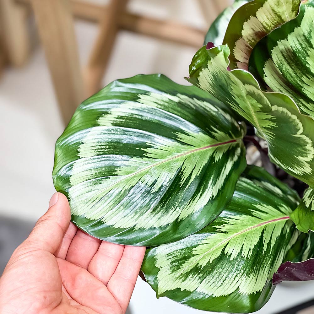 PLANCHU 観葉植物 カラテア メダリオン V2 5号鉢 受け皿付き 育て方説明書付き Calathea roseopicta ‘Medallion V2’
