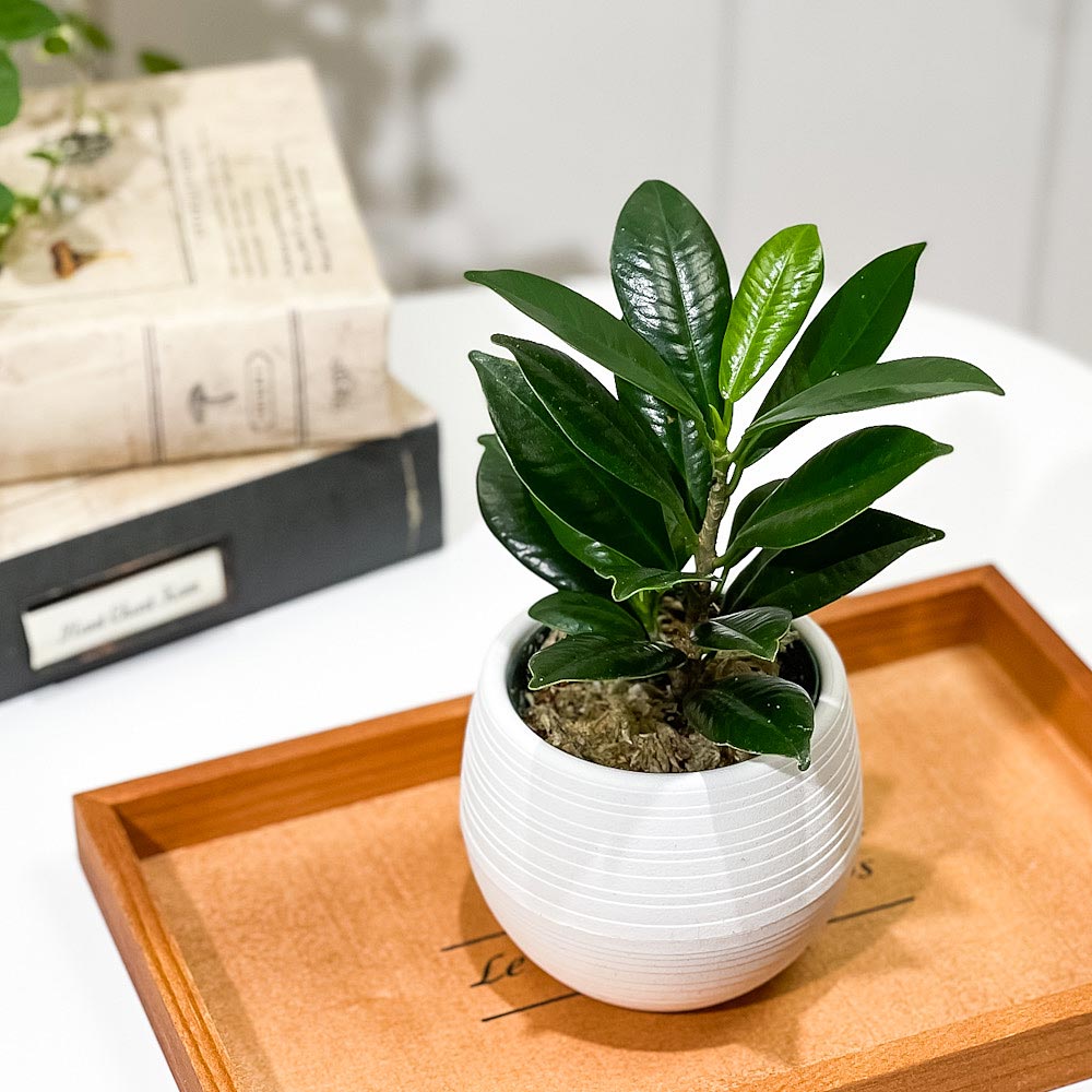 ガジュマル ベビーリーフ 陶器鉢 ベビーブルー 受皿付 PLANCHU 観葉植物 ガジュマル ベビーリーフ 3号丸鉢 受け皿付き 育て方