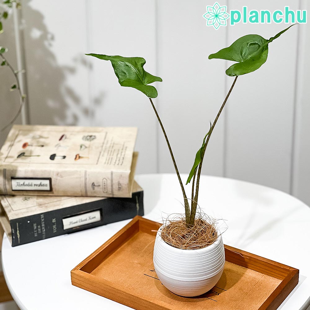 PLANCHU 観葉植物 アロカシア スティングレイ 3号丸鉢 受け皿付き 育て方説明書付き Alocasia macrorrhizos ‘Stingray’ アロイド