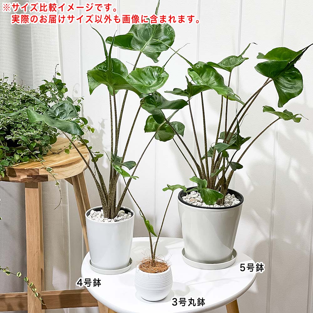 PLANCHU 観葉植物 アロカシア スティングレイ 3号丸鉢 受け皿付き 育て方説明書付き Alocasia macrorrhizos ‘Stingray’ アロイド レア品種