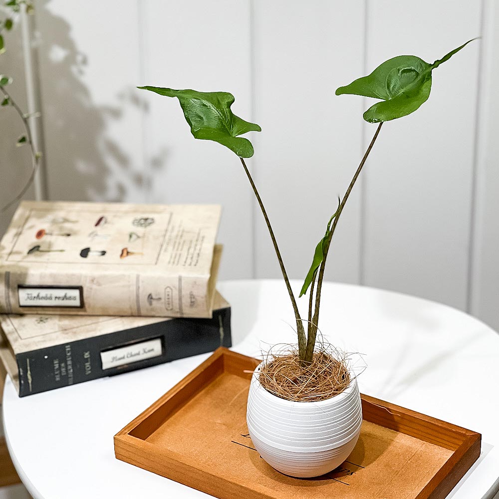 PLANCHU 観葉植物 アロカシア スティングレイ 3号丸鉢 受け皿付き 育て方説明書付き Alocasia macrorrhizos ‘Stingray’ アロイド