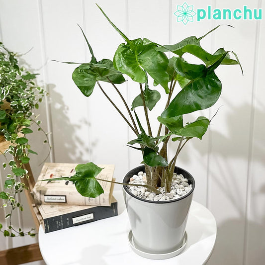 PLANCHU 観葉植物 アロカシア スティングレイ 5号鉢 受け皿付き 育て方説明書付き Alocasia macrorrhizos ‘Stingray’ アロイド