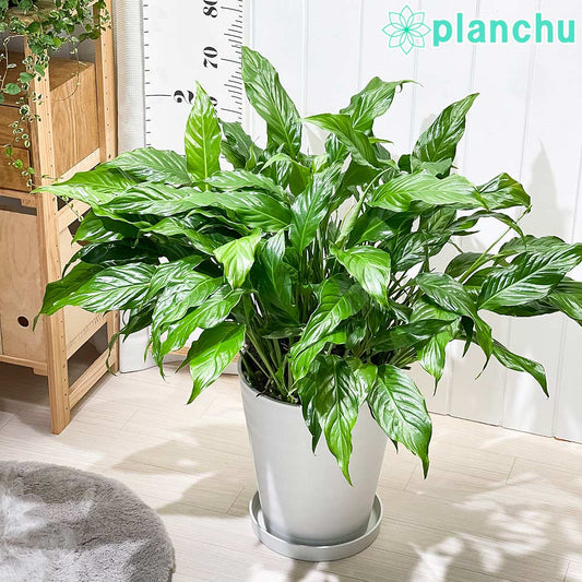 PLANCHU 観葉植物 スパティフィラム 10号鉢 受け皿付き 育て方説明書付き Spathiphyllum 大株 充実株 アロイド