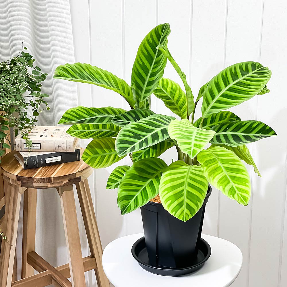 PLANCHU 観葉植物 カラテア ゼブリナ フミリオル 7号スリット鉢 受け皿