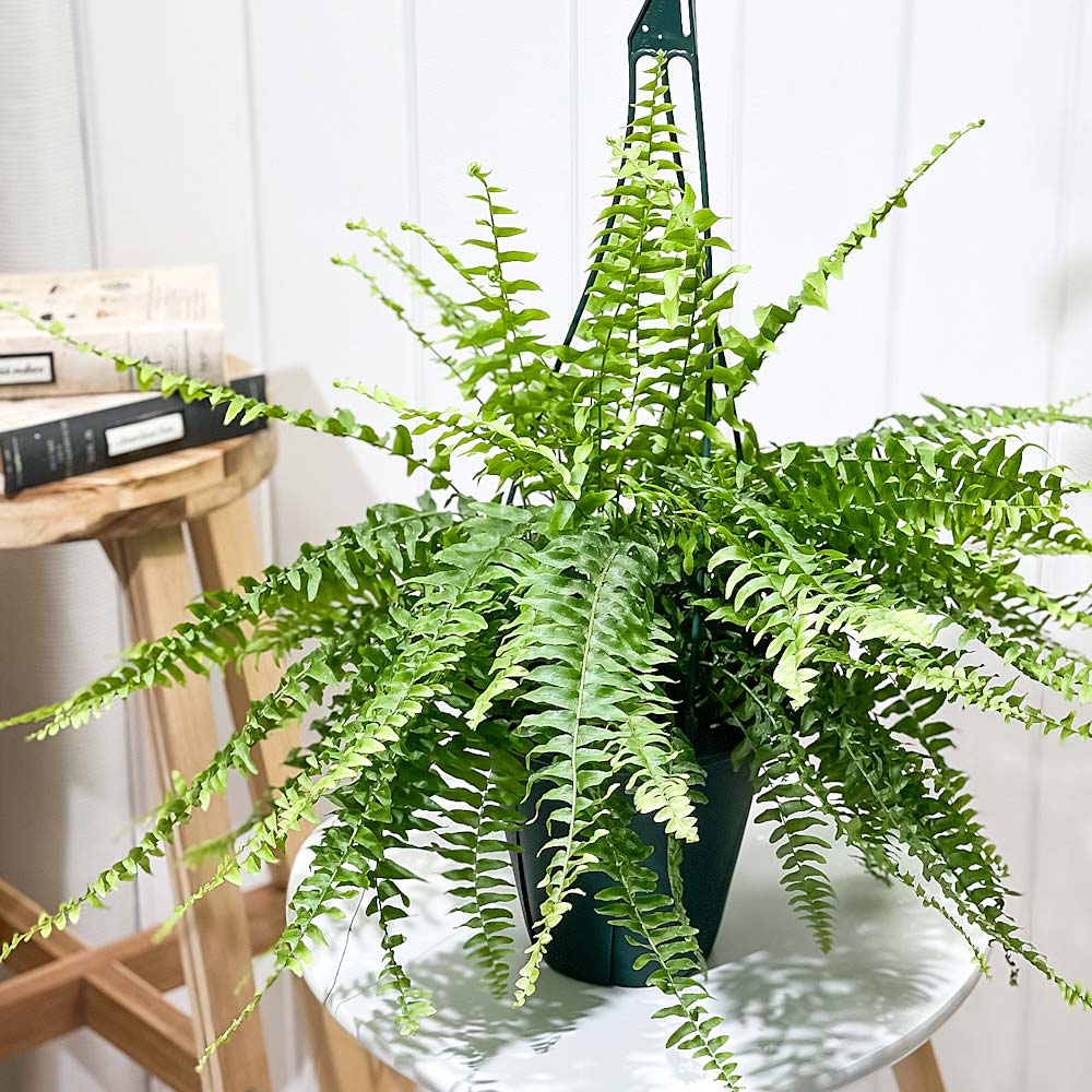 PLANCHU 観葉植物 ネフロレピス ボストニエンシス 6号吊り鉢 育て方説明書付き Nephrolepis exaltata ‘Bostoniensis’ ボストンファーン ボストンファン シダ植物
