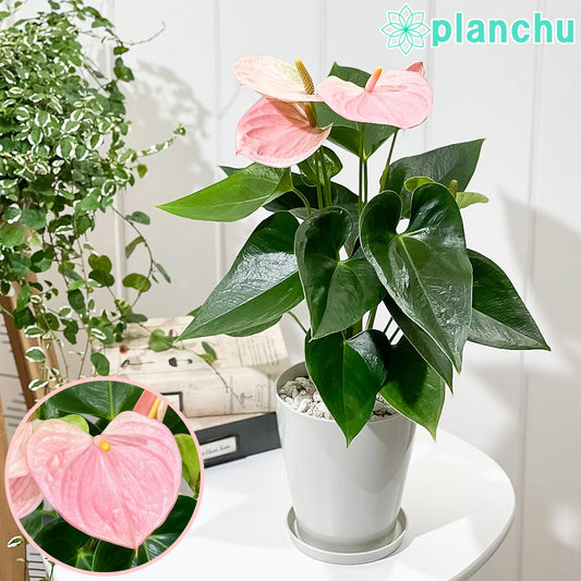 PLANCHU 観葉植物 アンスリウム スイートドリーム 4号鉢 受け皿付き 育て方説明書付き Anthurium andraeanum ‘Sweet Dream’ アンスリューム アロイド 鉢花 ピンク系