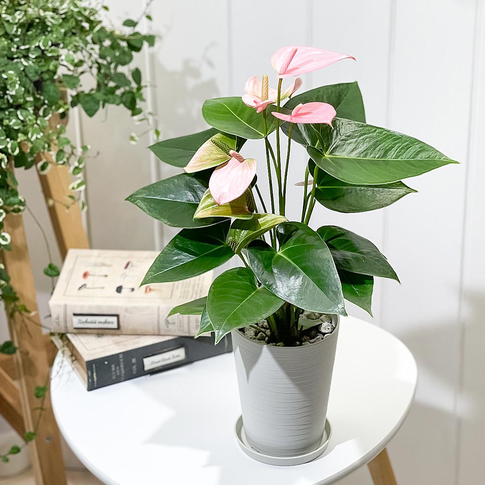 PLANCHU 観葉植物 アンスリウム ロイヤルピンクチャンピオン 4号鉢