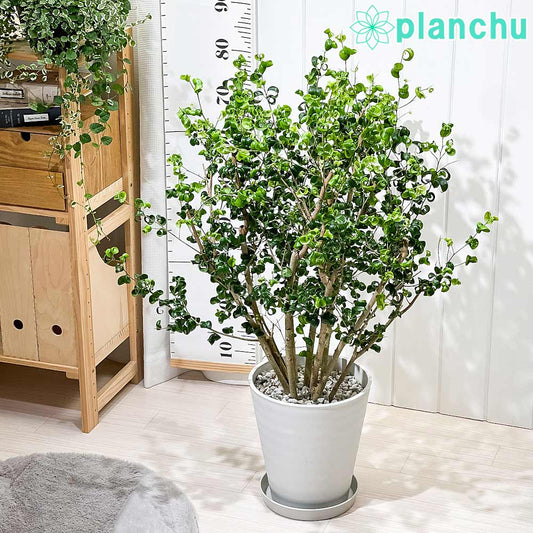 PLANCHU 観葉植物 フィカス ベンジャミン バロック 8号鉢 受け皿付き 育て方説明書付き PVP Ficus benjamina ‘Barok’ 幸運を呼ぶ木 ゴムノキ ゴムの木