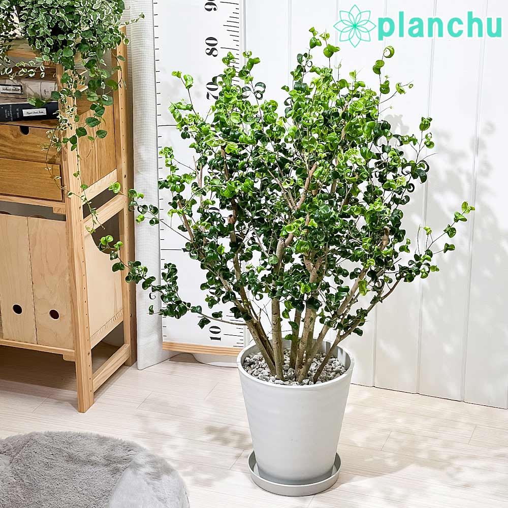 PLANCHU 観葉植物 フィカス ベンジャミン バロック 8号鉢 受け皿付き 育て方説明書付き PVP Ficus benjamina ‘Barok’ 幸運を呼ぶ木 ゴムノキ ゴムの木