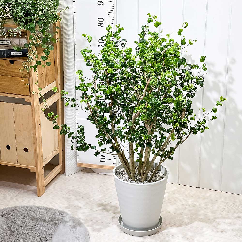 PLANCHU 観葉植物 フィカス ベンジャミン バロック 8号鉢 受け皿付き 育て方説明書付き PVP Ficus benjamina ‘Barok’ 幸運を呼ぶ木 ゴムノキ ゴムの木