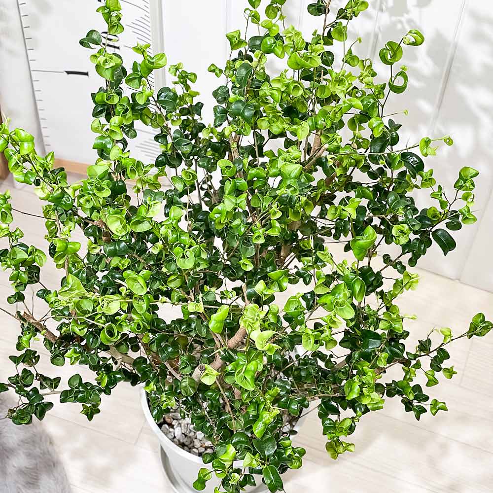 PLANCHU 観葉植物 フィカス ベンジャミン バロック 8号鉢 受け皿付き 育て方説明書付き PVP Ficus benjamina ‘Barok’ 幸運を呼ぶ木 ゴムノキ ゴムの木