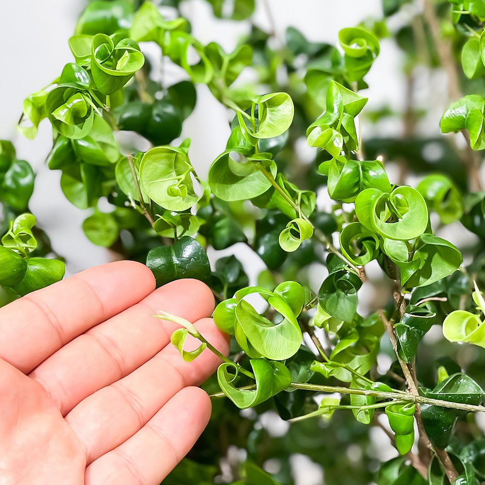 PLANCHU 観葉植物 フィカス ベンジャミン バロック 8号鉢 受け皿付き 育て方説明書付き PVP Ficus benjamina ‘Barok’ 幸運を呼ぶ木 ゴムノキ ゴムの木