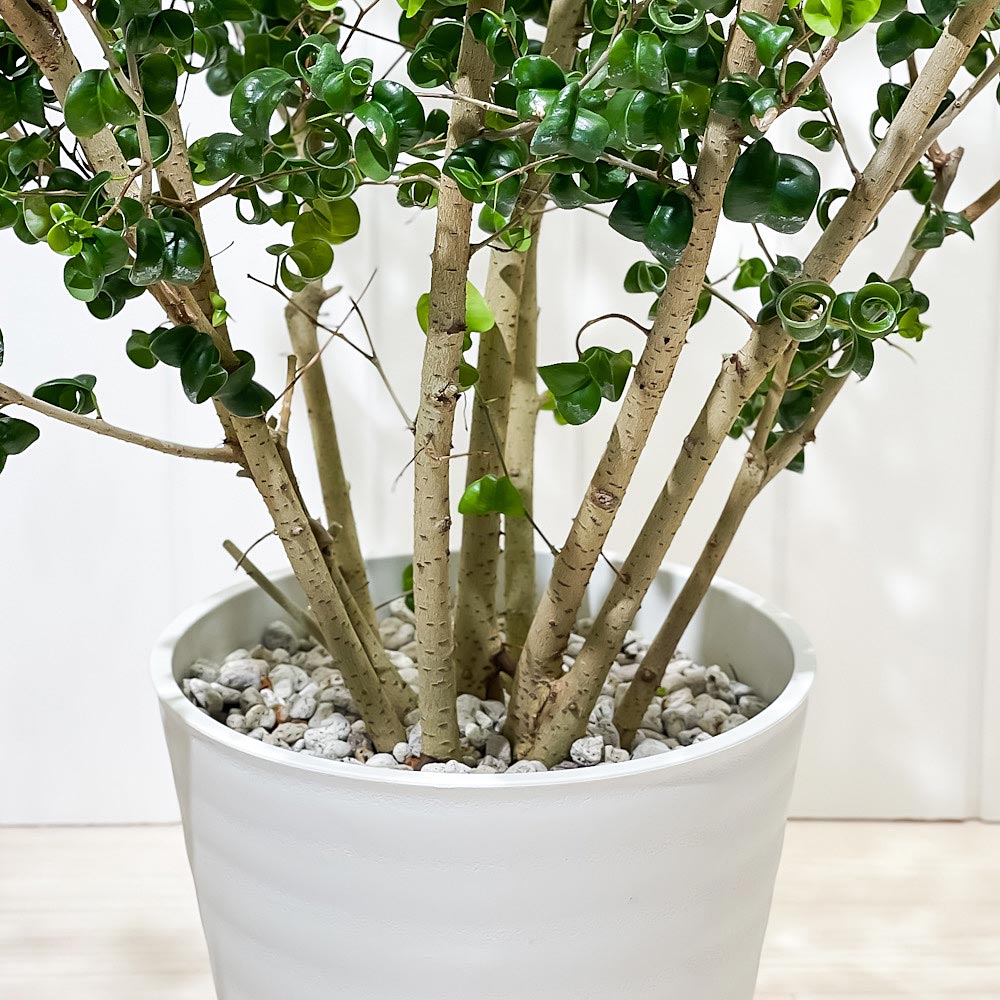 PLANCHU 観葉植物 フィカス ベンジャミン バロック 8号鉢 受け皿付き 育て方説明書付き PVP Ficus benjamina ‘Barok’ 幸運を呼ぶ木 ゴムノキ ゴムの木