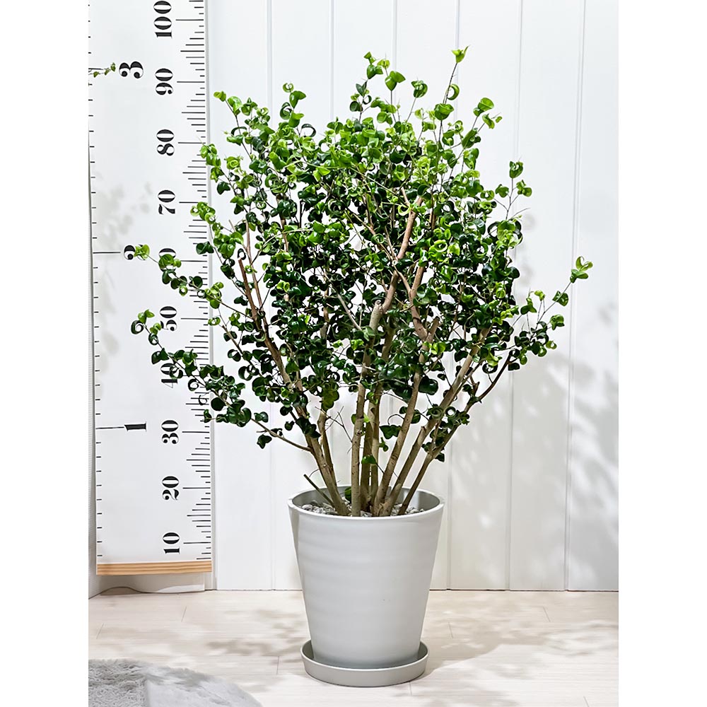 PLANCHU 観葉植物 フィカス ベンジャミン バロック 8号鉢 受け皿付き 育て方説明書付き PVP Ficus benjamina ‘Barok’ 幸運を呼ぶ木 ゴムノキ ゴムの木
