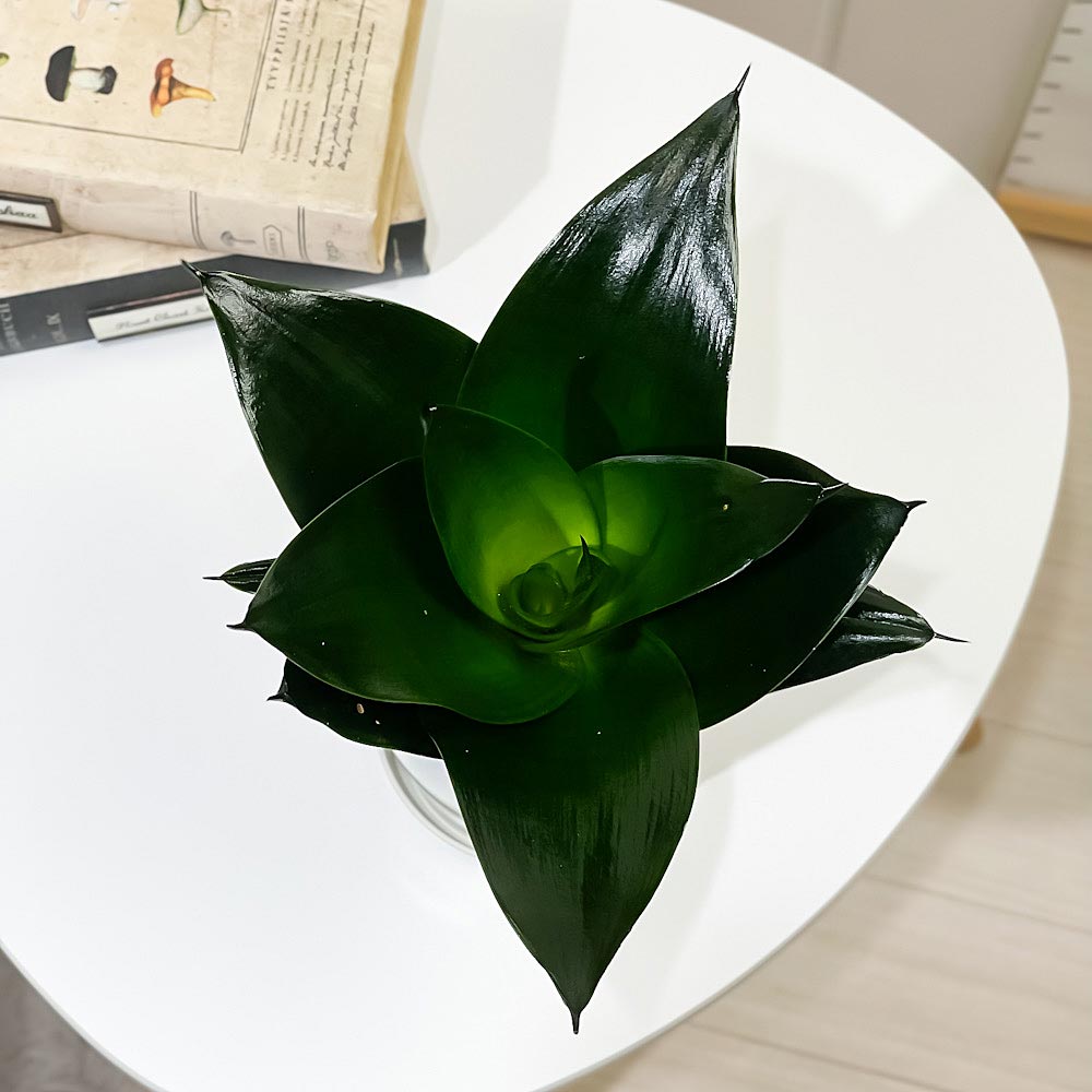 PLANCHU 観葉植物 サンセベリア ブラックドラゴン 4号鉢 受け皿付き 育て方説明書付き Sansevieria ‘Black Dragon’ 多肉植物 サンスベリア