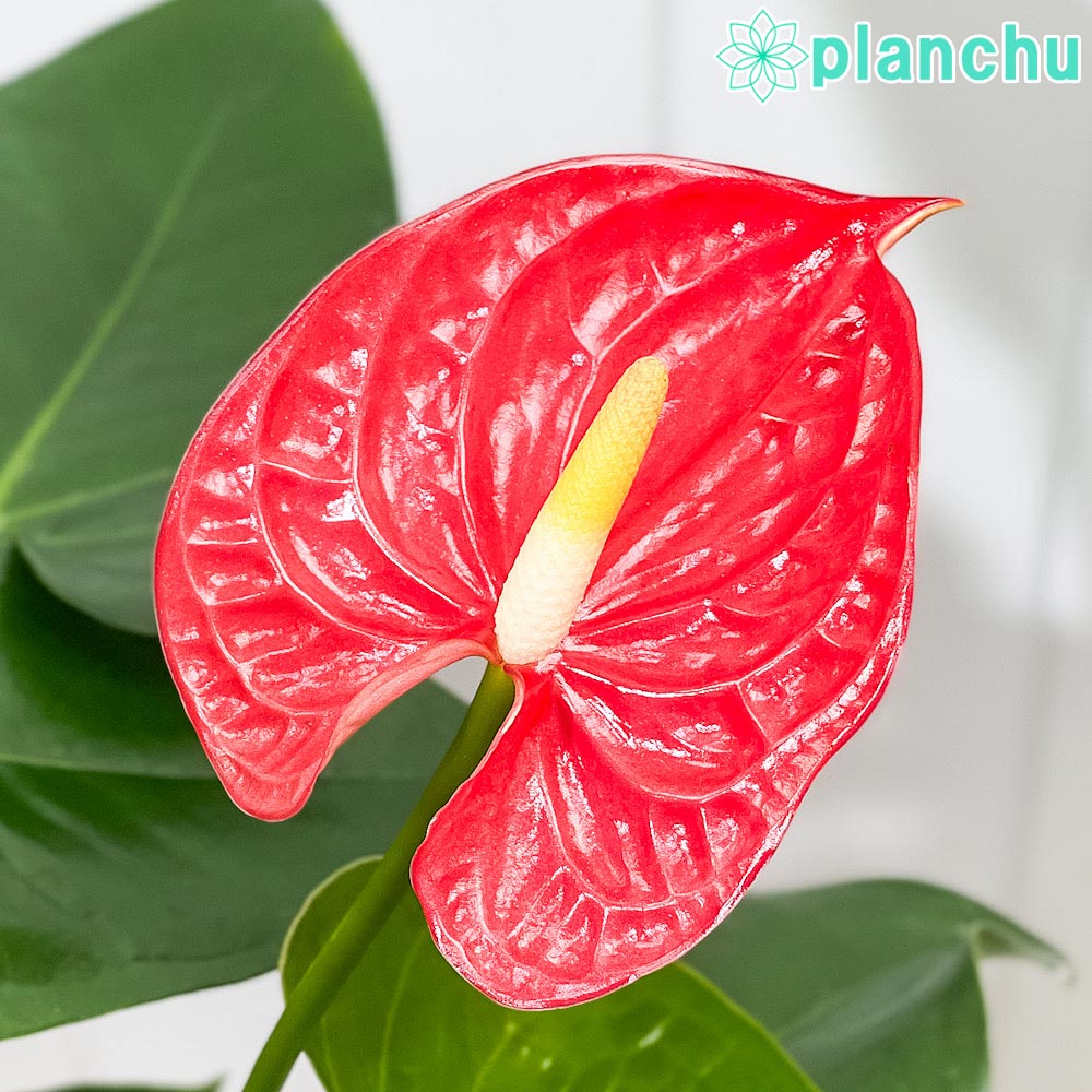 PLANCHU 観葉植物 アンスリウム マデュラル 7号鉢 受け皿付き 育て方説明書付き Anthurium andraeanum ‘Madural’ アンスリューム アロイド 鉢花 レッド系