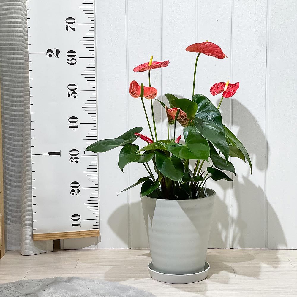 PLANCHU 観葉植物 アンスリウム マデュラル 7号鉢 受け皿付き 育て方説明書付き Anthurium andraeanum ‘Madural’ アンスリューム アロイド 鉢花 レッド系