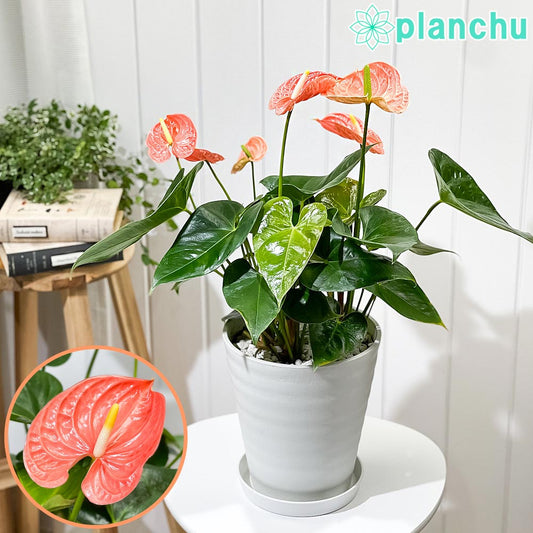 PLANCHU 観葉植物 アンスリウム マデュラルオレンジ 7号鉢 受け皿付き 育て方説明書付き Anthurium andraeanum ‘Madural Orange’ アンスリューム アロイド 鉢花 オレンジ系