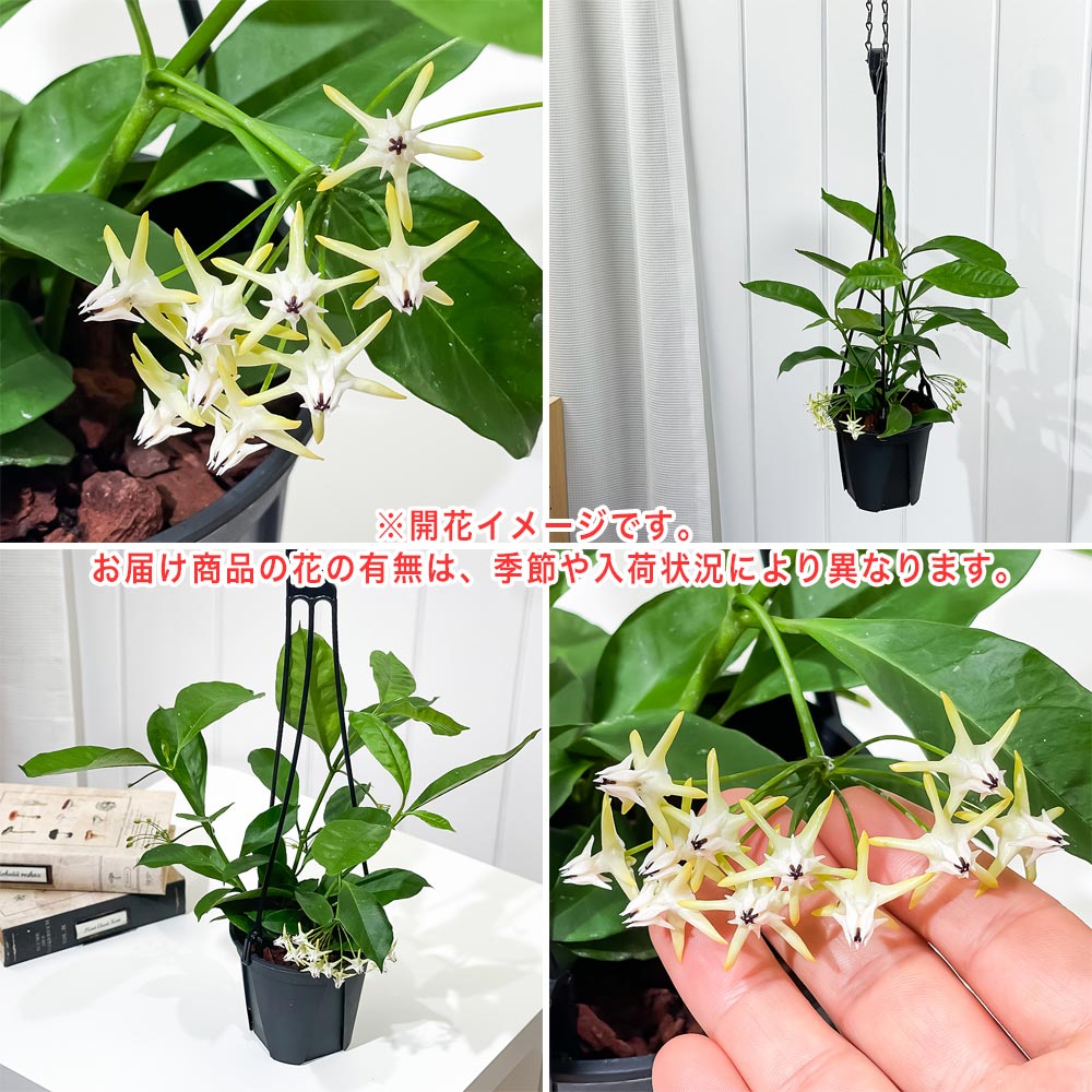 PLANCHU 観葉植物 ホヤ ムルチフローラ 4号吊り鉢 育て方説明書付き Hoya multiflora シューティングスター 彦星 サクララン 桜蘭