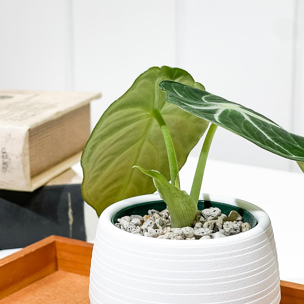 PLANCHU 観葉植物 アロカシア ニンジャ 3号丸鉢 受け皿付き 育て方説明書付き Alocasia reginula ‘Ninja’ アロイド