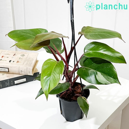 PLANCHU 観葉植物 フィロデンドロン ピンクプリンセス 4号吊り鉢 育て方説明書付き Philodendron ‘Pink Princess’ アロイド