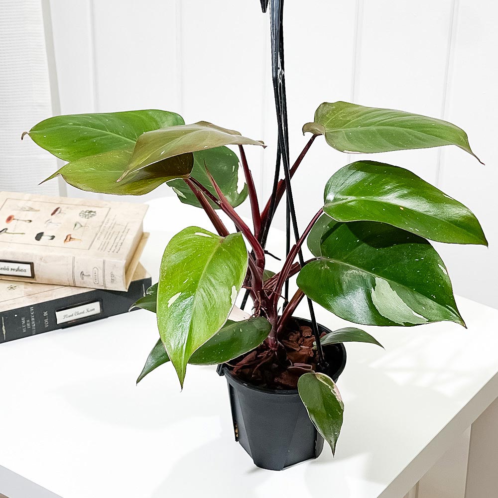 PLANCHU 観葉植物 フィロデンドロン ピンクプリンセス 4号吊り鉢 育て方説明書付き Philodendron ‘Pink Princess’ アロイド