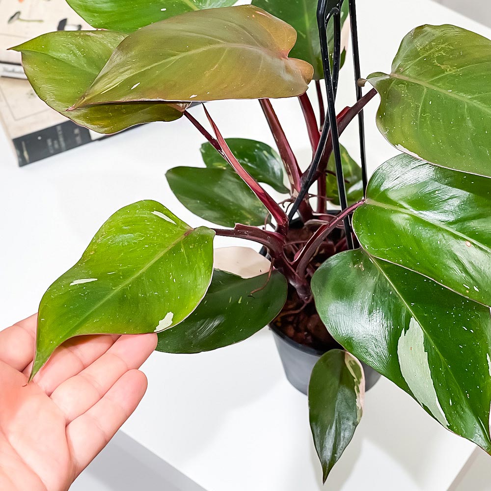 PLANCHU 観葉植物 フィロデンドロン ピンクプリンセス 4号吊り鉢 育て方説明書付き Philodendron ‘Pink Princess’ アロイド