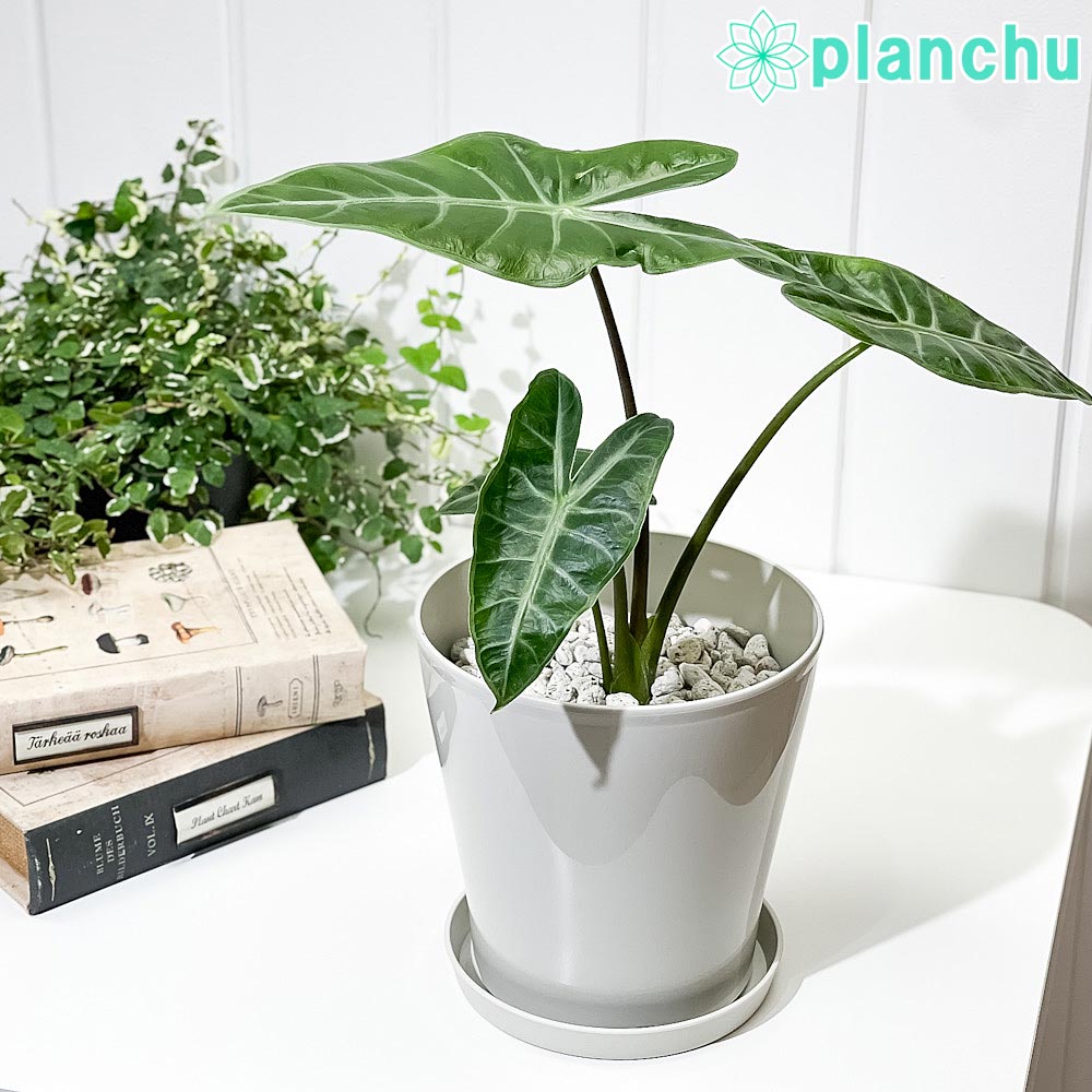 PLANCHU 観葉植物 アロカシア ロンギロバ 5号鉢 受け皿付き 育て方説明書付き Alocasia longiloba ロンギローバ ローウィ ナガバクワズイモ アロイド